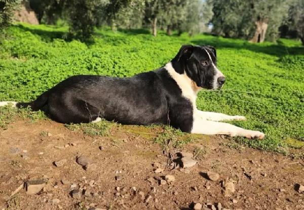 Drago/Lara 1anno mix Pitbull crescono in rifugio.CALABRIA Foto 6